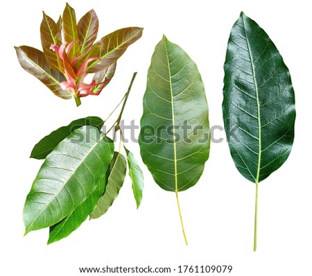 
This picture shows the differences between the red and pink young shoot With the dark green foliage of the Ficus superba tree arranged on a white background