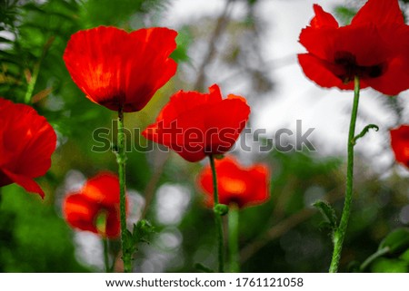 Red poppies. Buds of wildflowers and garden flowers bottom view.. Red poppy blossoms.