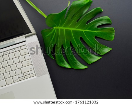 Close-Up of office desk with laptop and tropical leaves Monstera. Space for text.