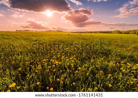 Sunrise or sunset on a field covered with young green grass and yellow flowering dandelions, a hill in the background and a cloudy sky with sunbeams cutting through the clouds.
