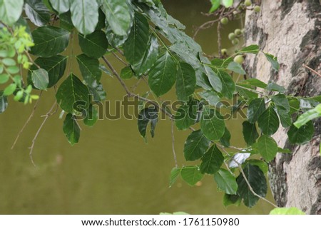 A beech tree by the lake in a village. Water turned green in the background. The tree oil is extracted for many applications