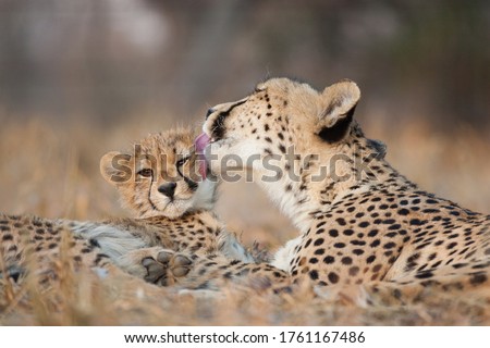 Mother and baby cheetah lying together with the female cheetah licking the little one's face in Kruger Park South Africa