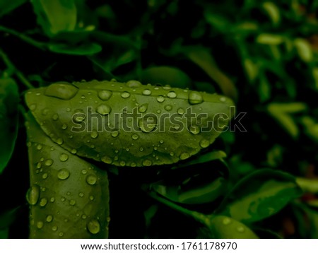green leaf with water drops and depthfield 
