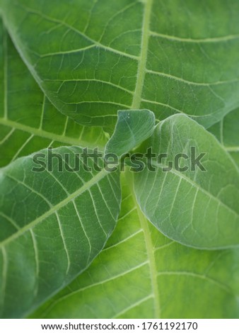 Top view tobacco (Nicotina Tabacum) with beautiful green leaves.
Young green tobacco plant picture with blurred effect.