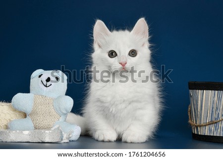 munchkin cute adorable kitten cat