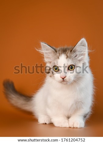 munchkin cute adorable kitten cat
