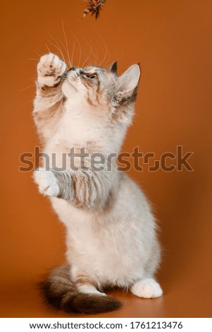 cute munchkin kitten cat adorable 