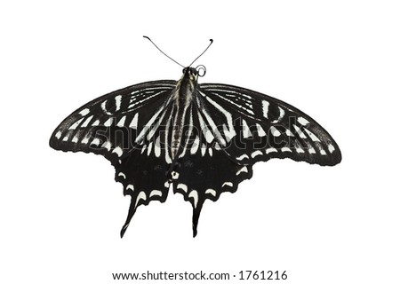 Citrus Swallowtail butterfly - Papilio Xuthus Linnaeus, with clipping path