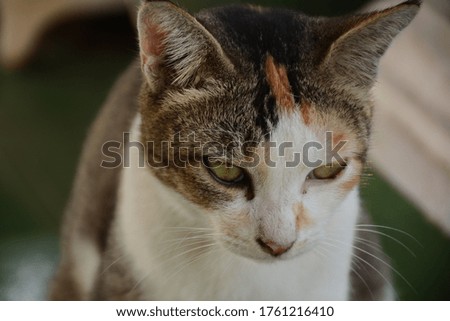 close up picture of cat have three kind of color fur 