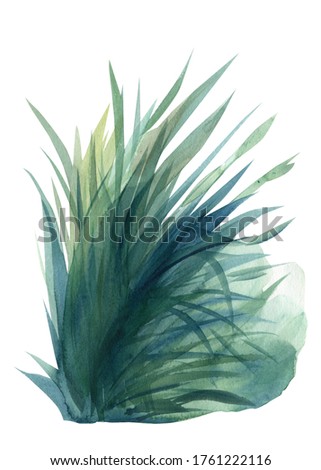 grass, isolated on white background, watercolor illustration, colorful bird