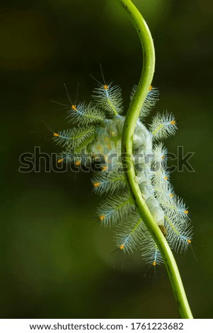 This caterpillar is a pest that often attacks the plants of coconut, mango and palm oil eat the leaves, but he has a beautiful shape and color