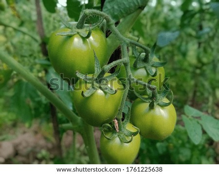 green tomatoes bunch growing on the rice field
