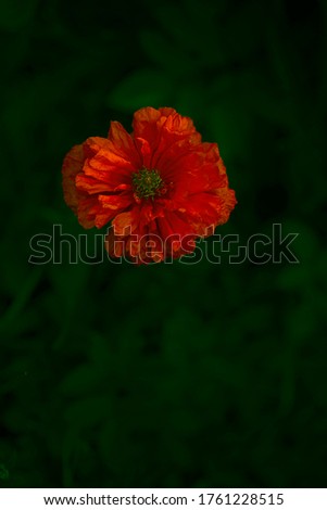 Flower has opened, the photo is made on a dark background, which increases the depth of the red color and the contrast of the flower in nature, forest sketches of the artist.