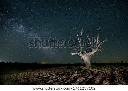 old oak tree under the milky way on a new moon night