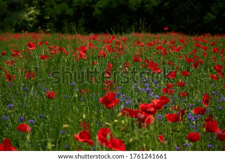Flowers Red poppies blossom on wild field. Beautiful field red poppies with selective focus blur. Afternoon soft sunlight, sunset. Landscape panorama.