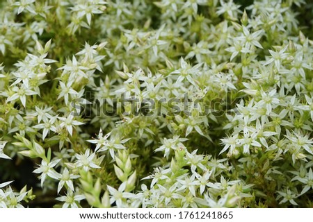 white stonecrop, small houseleek(Sedum album L) white flowers.