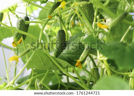 young cucumber, hanging on a branch in the greenhouse
