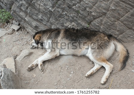A black, white stomach dog lying on the ground during the day