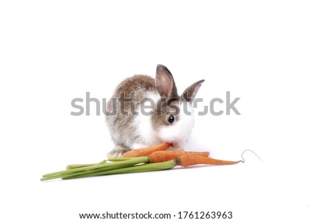 adorable brown and white bunny or rabbit eating baby carrot on white background. A concept for commercial advertising, business, and Easter holidays.