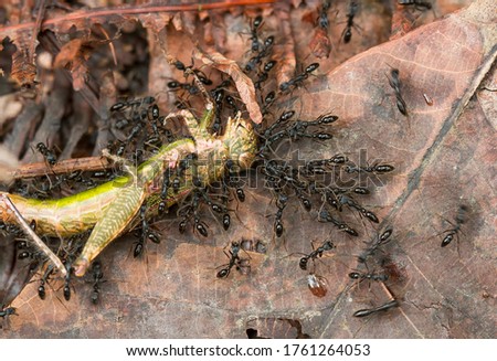 These black ants are very fierce, they have bites that are so hot that they are often called fire ants, it seems they are bringing their prey rollicking