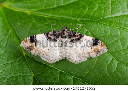 Royal Mantle moth, Catarhoe cuculata. Sitting on a leaf.