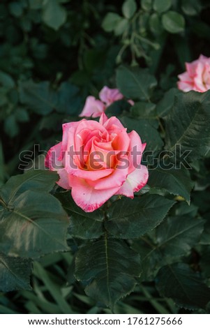 close up of a big pink rose on the green bush's leaves background. graphic resource, free space