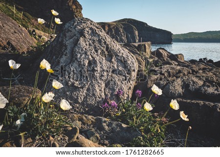 white poppies flowers next to a large boulder with cliffs and sea background. Nature and outdoor concept.