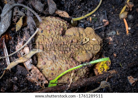 Twilight-active earth toad sneaks outside its hiding place in foraging in the twilight