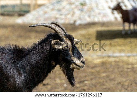 Domestik black goat in the germany park