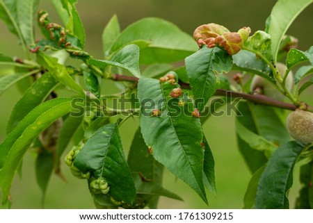 apricot tree leaves. galls of red color in the form of vertical bags, the site of infection from a bite of a linden gall mite Royalty-Free Stock Photo #1761309215