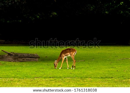 Beautiful deer in park - stock imge