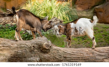 Beautiful goat in park - stock imge