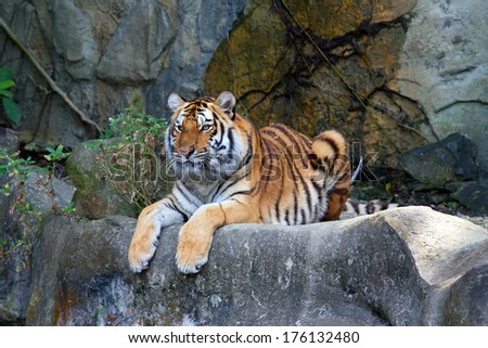 The tiger has a rest on stones