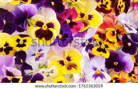 Beautiful colorful flowers of garden pansies (viola) in closeup.