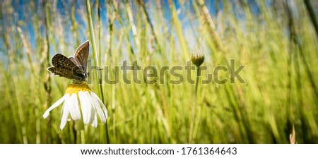 Colorful butterfly on chamomile flowers