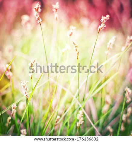 field of grass in spring or summer day / toned pictures