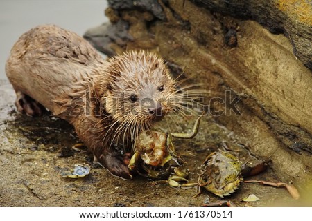 Eurasian Otter, Lutra lutra photographed in Scotland