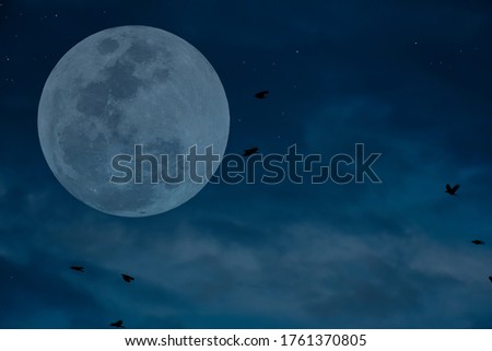 Full moon on the sky with silhouette birds.