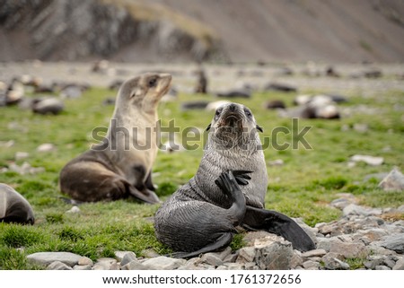 Fur Seals in Fortuna Bay, one of the larger plains on the island of South Georgia and the south sandwich islands 2020.