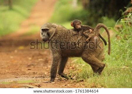 Olive Baboon, Papio anubis mother carrying her baby taken in Kibale National park, Uganda