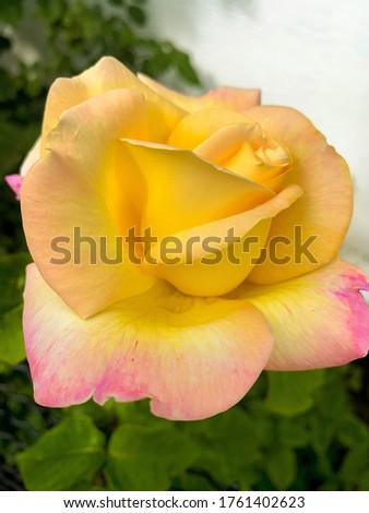 Beautiful yellow rose with a pink tinge