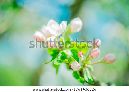 Blooming colorful apple tree in spring months. blurry background