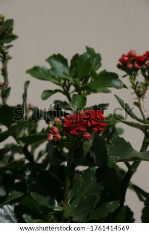 a picture of a red awesome flower poinsettia