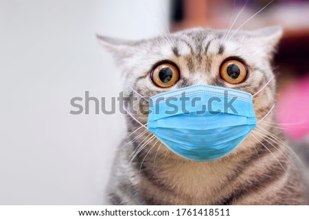 Panic cat in medical surgical mask. Physician antiviral mask on cat shock face. Face mask for animal - stop pandemic panic. COVID-19 coronavirus hantavirus concept. Coronavirus cat virus protection Royalty-Free Stock Photo #1761418511