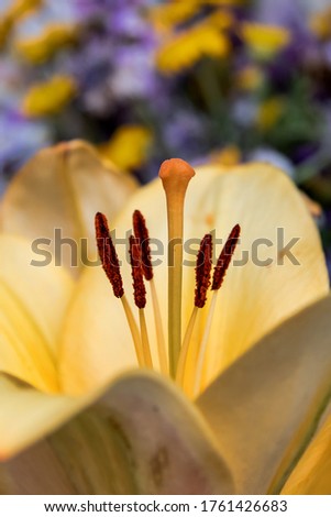 
Pestle and stamens closeup of a flower, behind a yellow blurred background