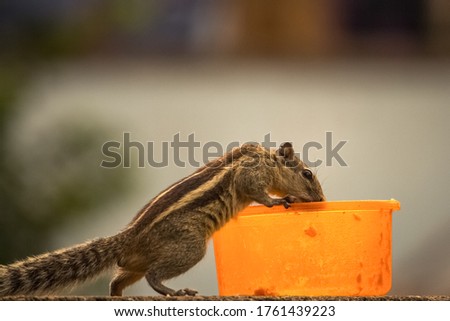 Cute palm squirrel eating waste food on plaste cup.The Indian palm squirrel or three-striped palm squirrel is a species of rodent in the family Sciuridae found naturally in India and Sri Lanka