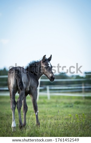 Adorable playing grey foal on the pasture