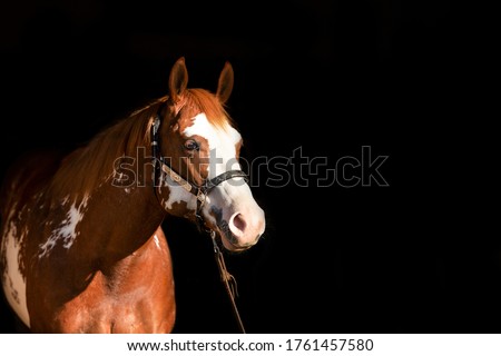 Adorable american paint horse on black background Royalty-Free Stock Photo #1761457580