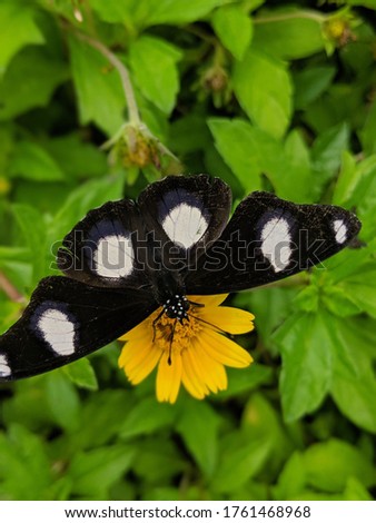 Lovely looking butterfly on a yellow flower 