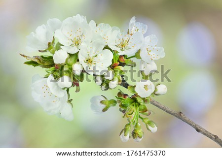 Branch of cherry tree with flowers and fresh young leaves on a blurred background of other branches, close-up in selective focus. High resolution photo. Full depth of field.
